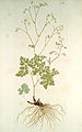 Thalictrum minus