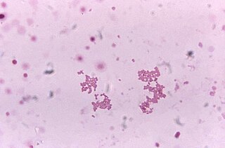 <i>Veillonella parvula</i> Species of bacterium