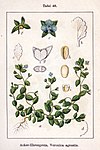 Veronica agrestis Sturm48.jpg