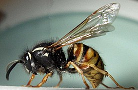 Vespula rufa