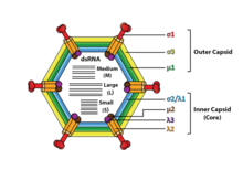 Structure of a reovirus Viruses-07-02936-g001-A.png