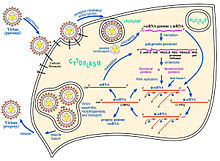 West Nile virus life cycle. After binding and uptake, the virion envelope fuses with cellular membranes, followed by uncoating of the nucleocapsid and release of the RNA genome into the cytoplasm. The viral genome serves as messenger RNA (mRNA) for translation of all viral proteins and as template during RNA replication. Copies are subsequently packaged within new virus particles that are transported in vesicles to the cell membrane. WNV life cycle.jpg