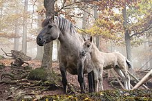 Photo d'une ponette grise et son poulain dans une forêt aux couleurs automnales.