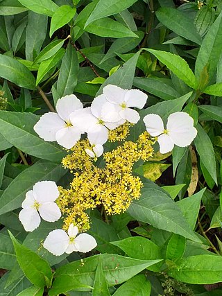 <i>Hydrangea chinensis</i> Species of flowering plant in the family Hydrangeaceae