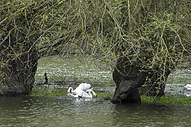 Höckerschwäne in der Weichholzaue