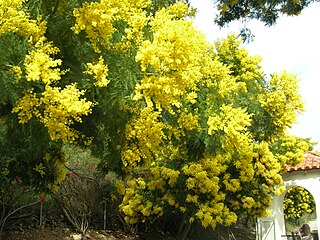 <i>Acacia decurrens</i> Species of legume