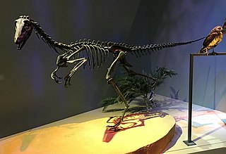 Troodontidae family of reptiles (fossil)