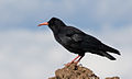 Pyrrhocorax pyrrhocorax barbarus