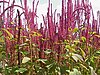 Amaranthus cruentus1.jpg