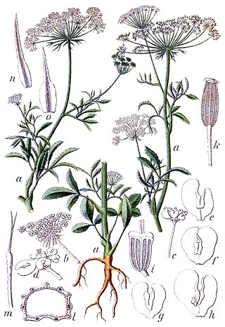 <i>Ammi majus</i> Species of plant