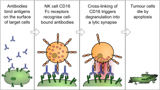 <span class="mw-page-title-main">Antibody-dependent cellular cytotoxicity</span> Cell-mediated killing of other cells mediated by antibodies