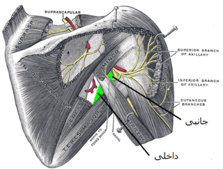 <span class="mw-page-title-main">Axillary space</span>