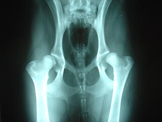 <span class="mw-page-title-main">Canine hip dysplasia</span> Joint abnormality in dogs