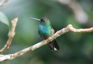 <span class="mw-page-title-main">Blue-chested hummingbird</span> Species of bird