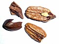 Noz aberta da pecan, revelando o endocarpo e semente