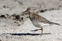 Calidris melanotos