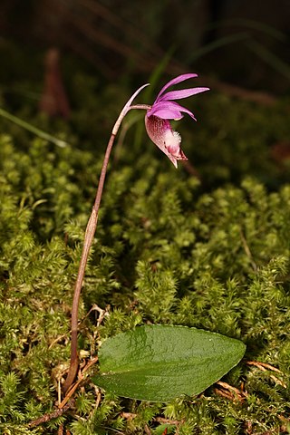 <i>Calypso bulbosa</i> Species of orchid