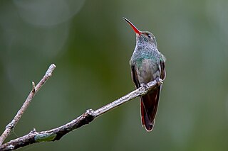 <span class="mw-page-title-main">Charming hummingbird</span> Species of bird