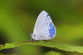 Pale Hedge Blue