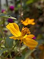 Flor de Cosmos na Tailândia