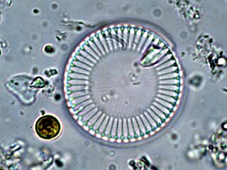 <i>Cyclotella</i> Genus of diatoms