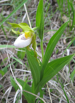 <i>Cypripedium candidum</i> Species of orchid