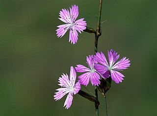 <i>Dianthus strictus</i> Species of plant