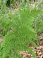 Stórur kalskampur (Dryopteris dilatata)