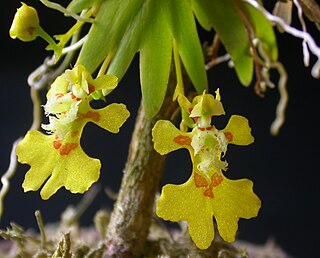 <i>Erycina</i> (plant) Genus of orchids