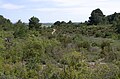 * Nomination Trail in the garrigue. Commune of Pinet, Hérault, France. --Christian Ferrer 11:39, 10 May 2013 (UTC) * Decline Too blurry toward the left and right edges, sorry --Kreuzschnabel 09:33, 18 May 2013 (UTC)