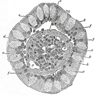 <span class="mw-page-title-main">Goblet cell</span> Epithelial cells that secrete mucins