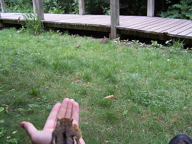 there's also another chip one pillar to the left of em, on top of bridge, sitting (happy!); oh, and on closer look, yet another one looking at him, sitting by bush below (also happy!)