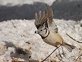 Haubenmeise mit Futter beim Abflug