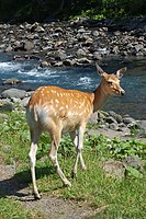 Hokkaido Sika Deer.jpg