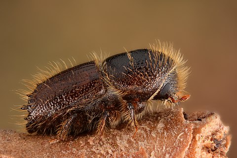 Female European spruce bark beetle (Ips typographus)