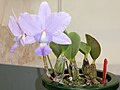 JGP2023 奨励賞・WOC特別賞 C. walkeriana f. coerulea 'Blue Treasure' 斉藤 正博