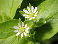 Opinekruarvi (Stellaria media)