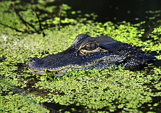 LWNWR Gator01.jpg