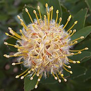 A large Leucospermum viewed from above.