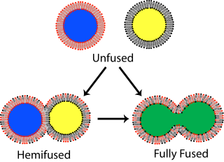 <span class="mw-page-title-main">Lipid bilayer fusion</span>