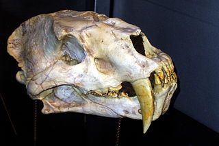 <i>Amphimachairodus</i> Extinct genus of carnivores