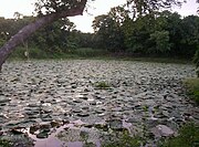 A pond of cultivated Euryale in northern India