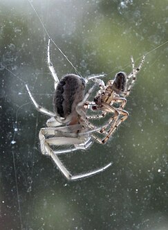 Mating Z. x-notata. The sexual dimorphism displayed is shown, as the male is significantly smaller than the female. Mating spiders.jpg