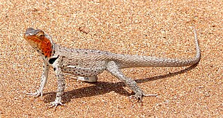 <i>Microlophus</i> Genus of lizards