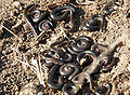 A number of millipedes - found under a rock