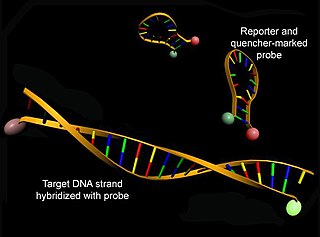 <span class="mw-page-title-main">Molecular beacon</span>