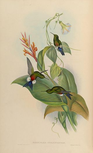 <span class="mw-page-title-main">Coppery-bellied puffleg</span> Species of hummingbird