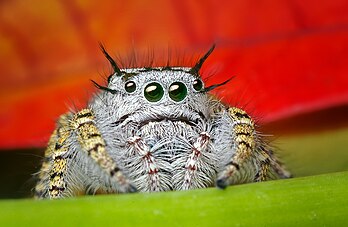 Une araignée sauteuse (Phidippus mystaceus). (définition réelle 1 000 × 652)