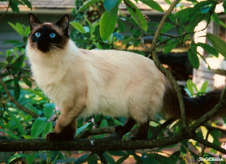 <span class="mw-page-title-main">Balinese cat</span> Breed of cat