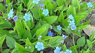 Omphalodes verna (4).jpg